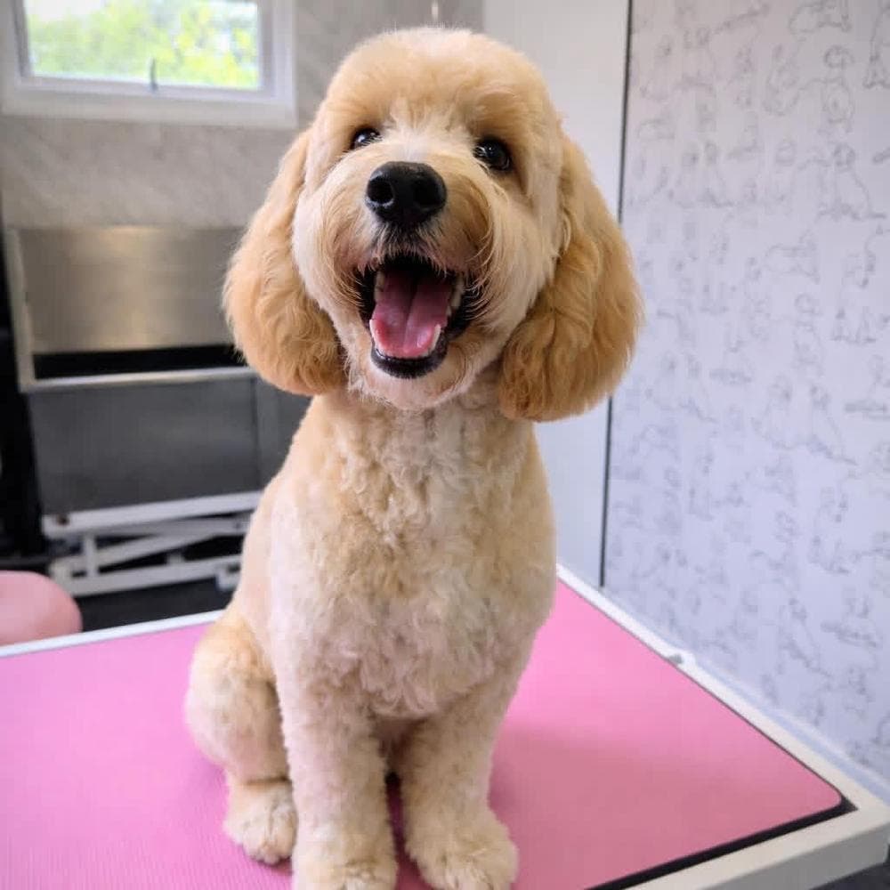 Cream Cockapoo after pamper session at The Dog Pod