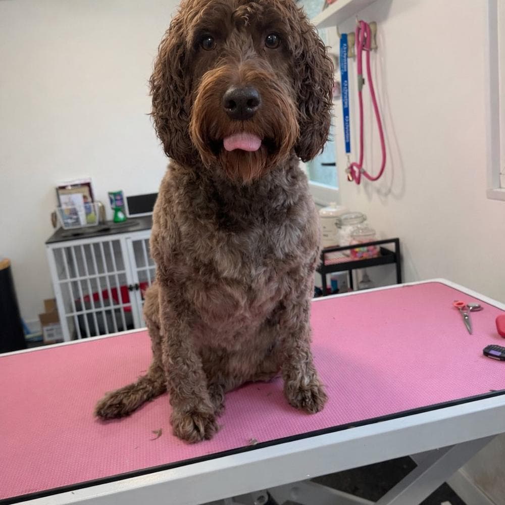 Apricot Cavapoo after pamper session at The Dog Pod