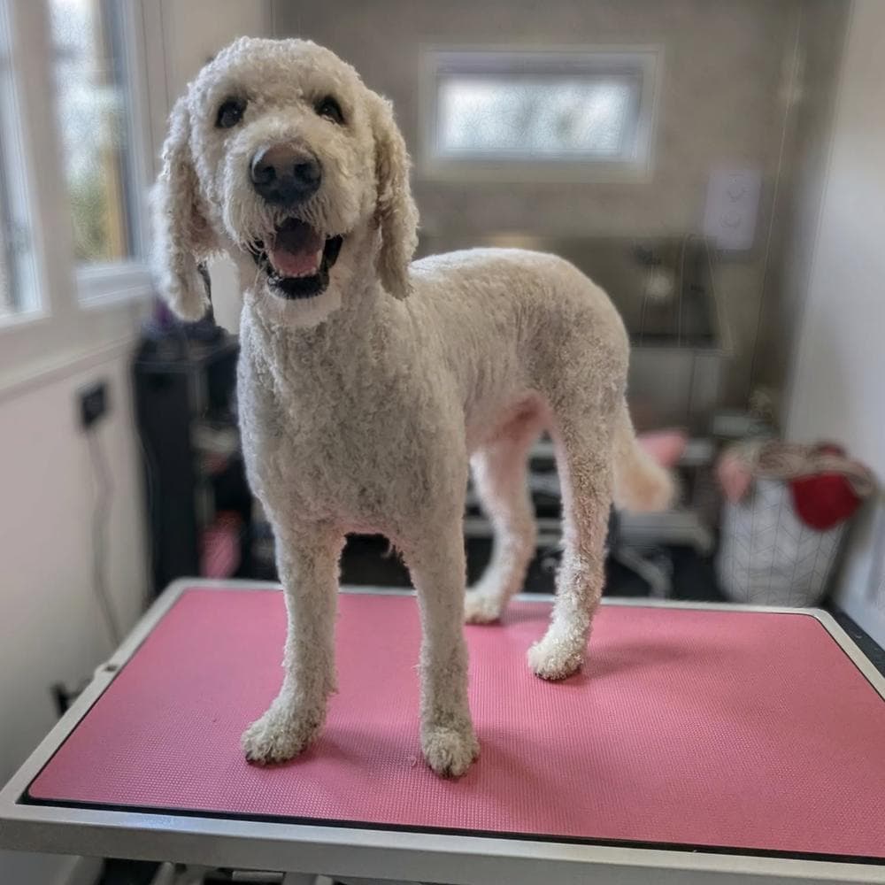 Cream Doodle after pamper session at The Dog Pod