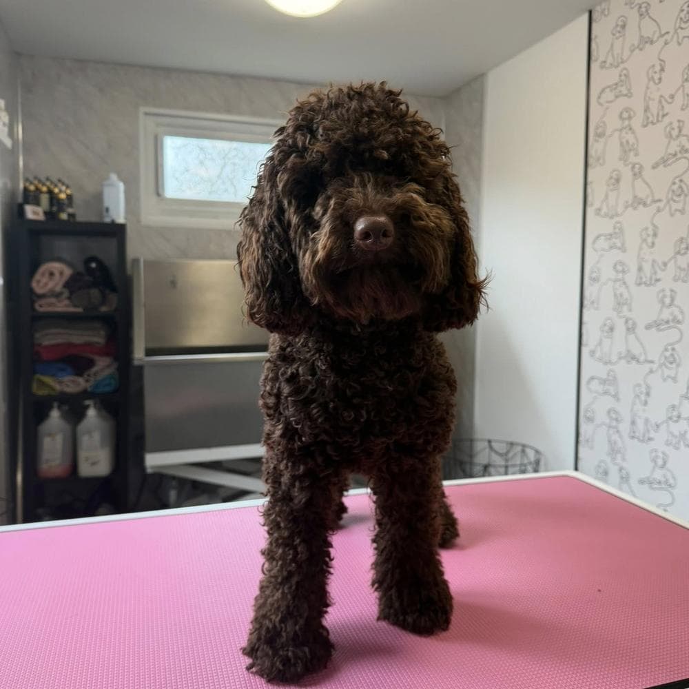Chocolate Cockapoo before grooming at The Dog Pod