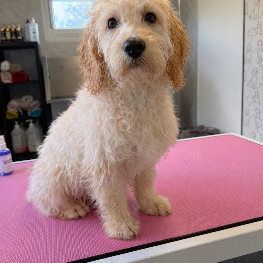 Cream Cockapoo before grooming at The Dog Pod