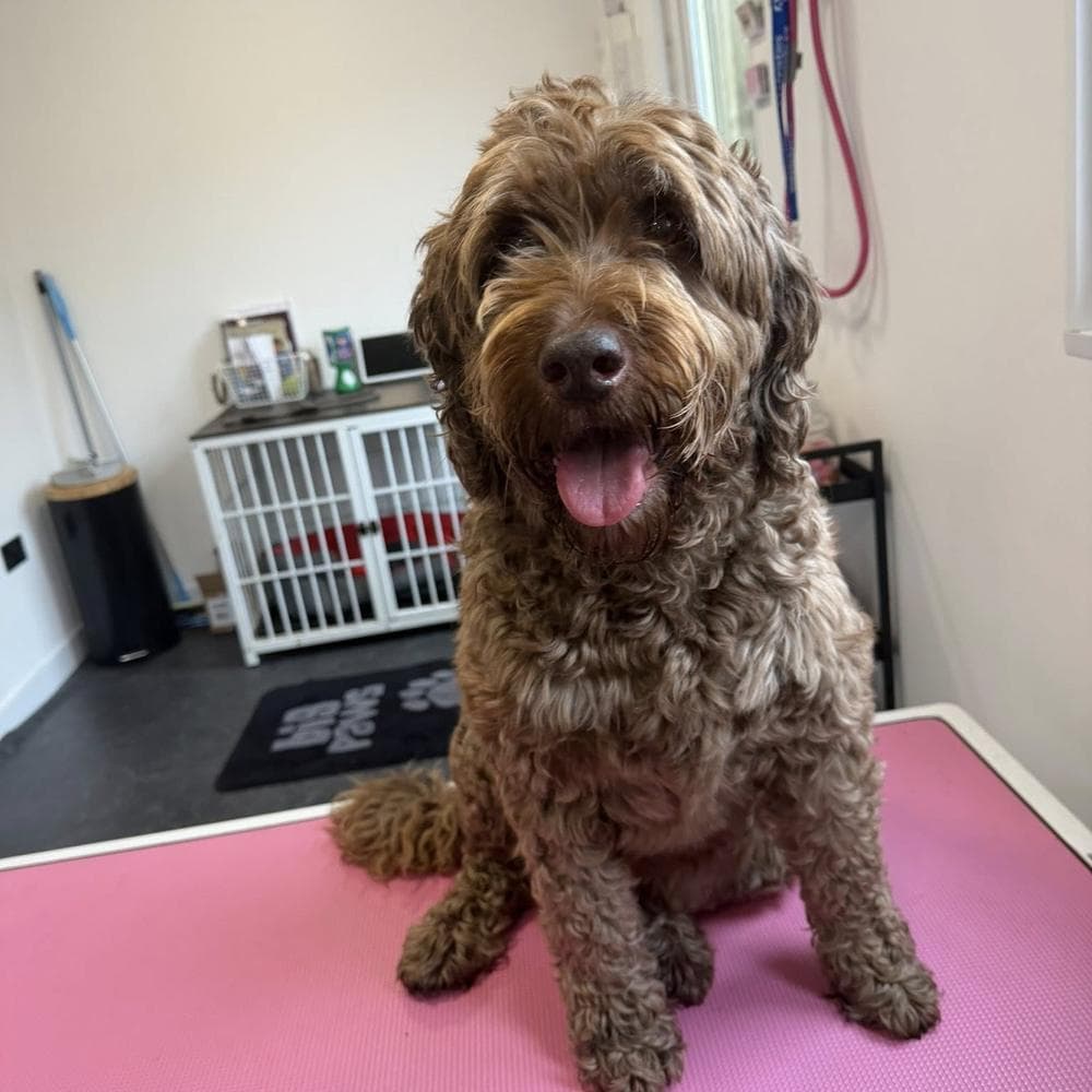 Apricot Cavapoo before grooming at The Dog Pod