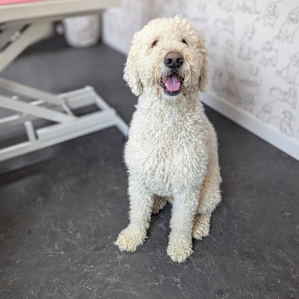 Cream Doodle before grooming at The Dog Pod