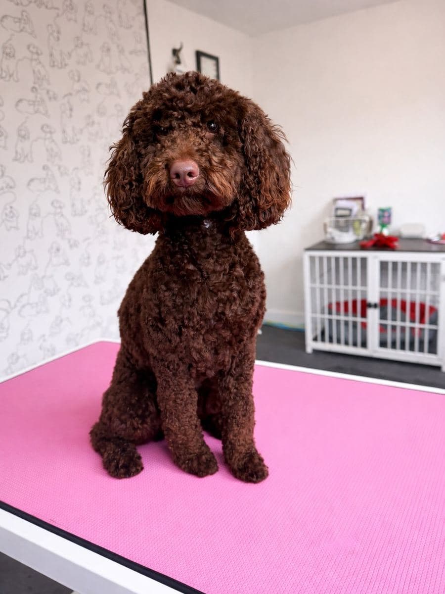 Freshly-groomed dog on the pink grooming table at The Dog Pod