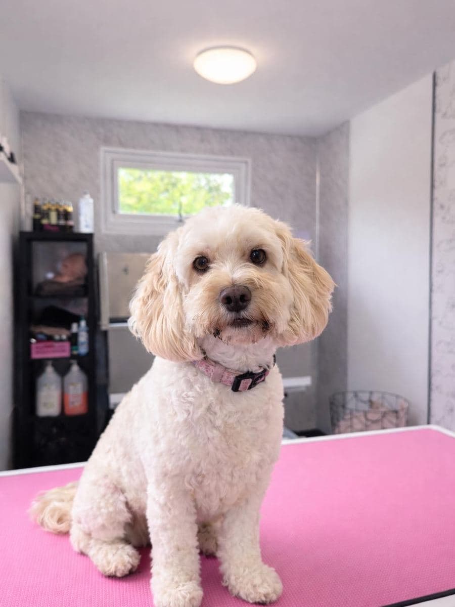 Happy dog on the pink grooming table at The Dog Pod