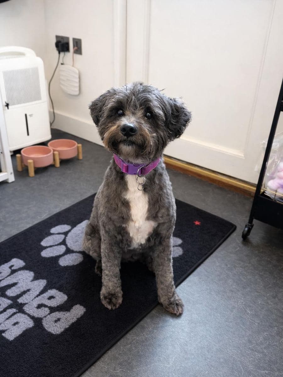 Well-groomed dog on the pink grooming table at The Dog Pod