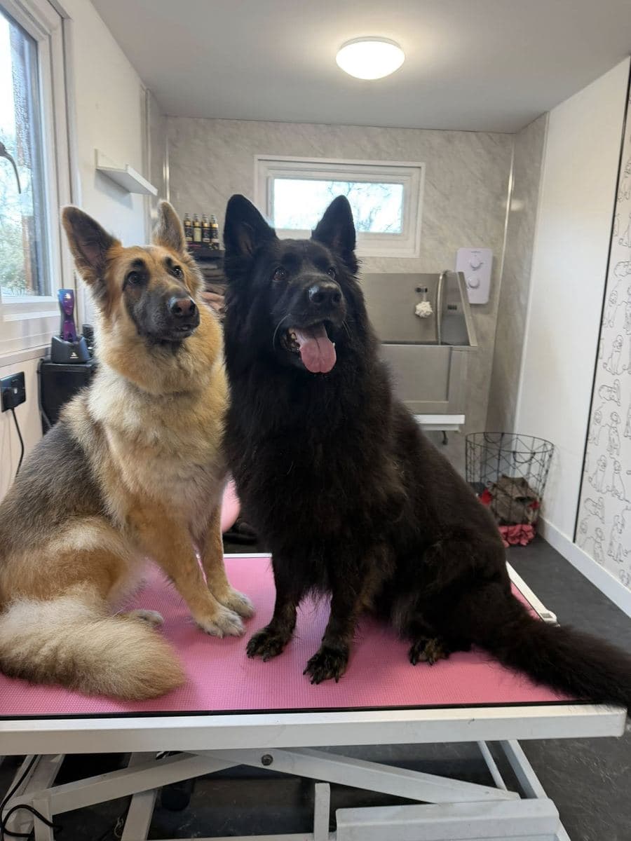 Happy client dog at The Dog Pod, Par