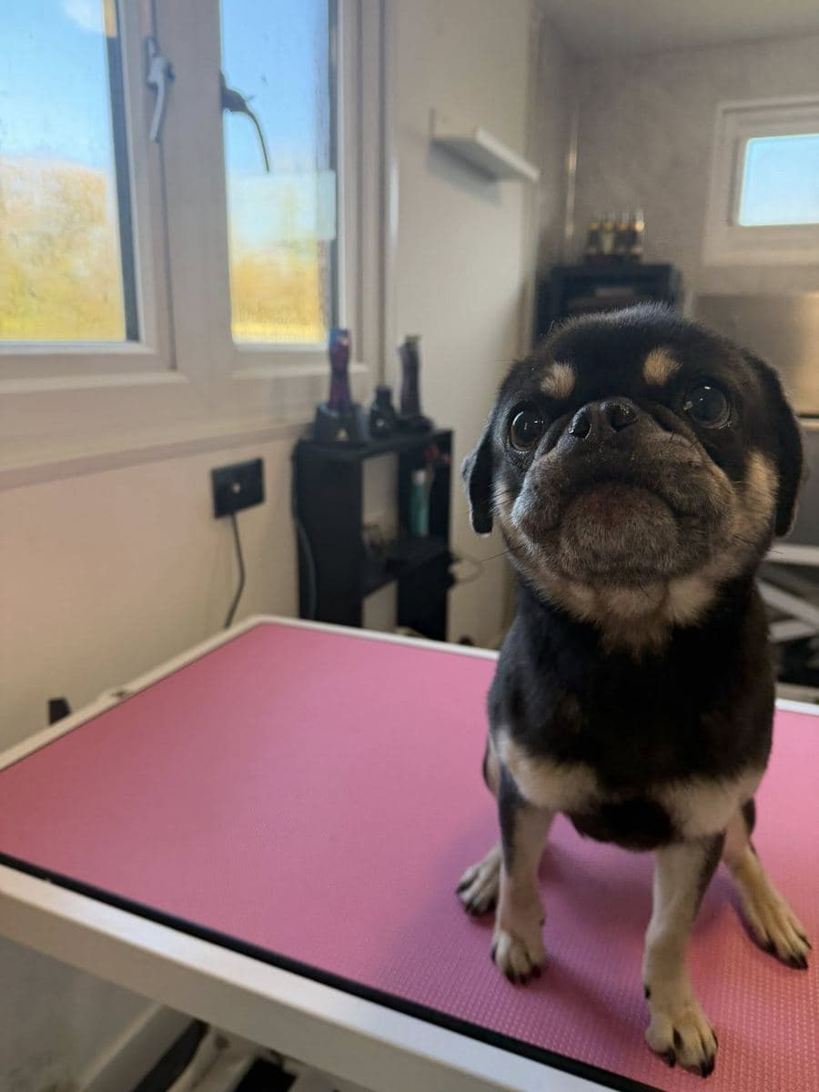 Happy client dog at The Dog Pod, Par