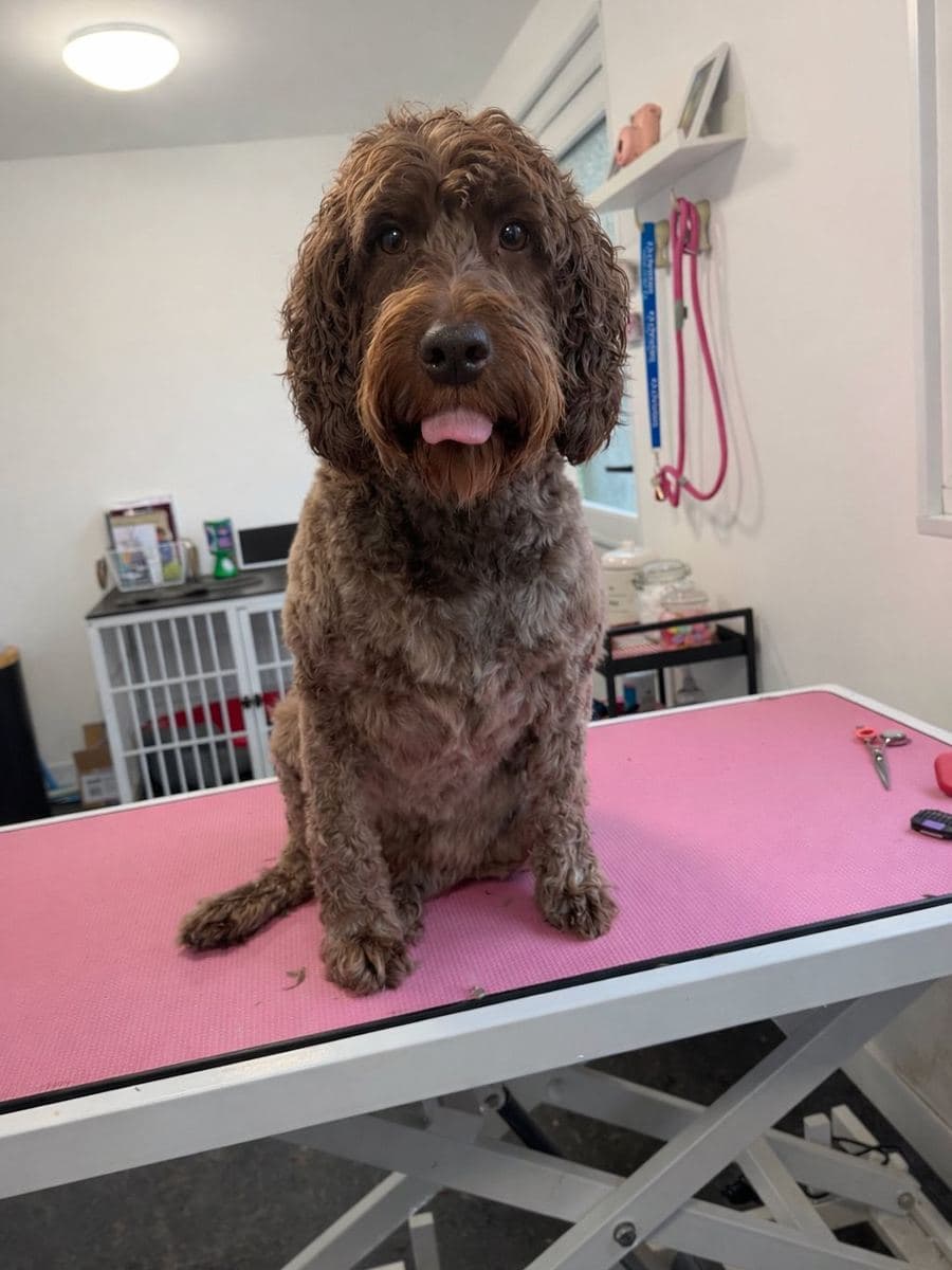 Freshly-groomed cockapoo on the pink grooming table at The Dog Pod