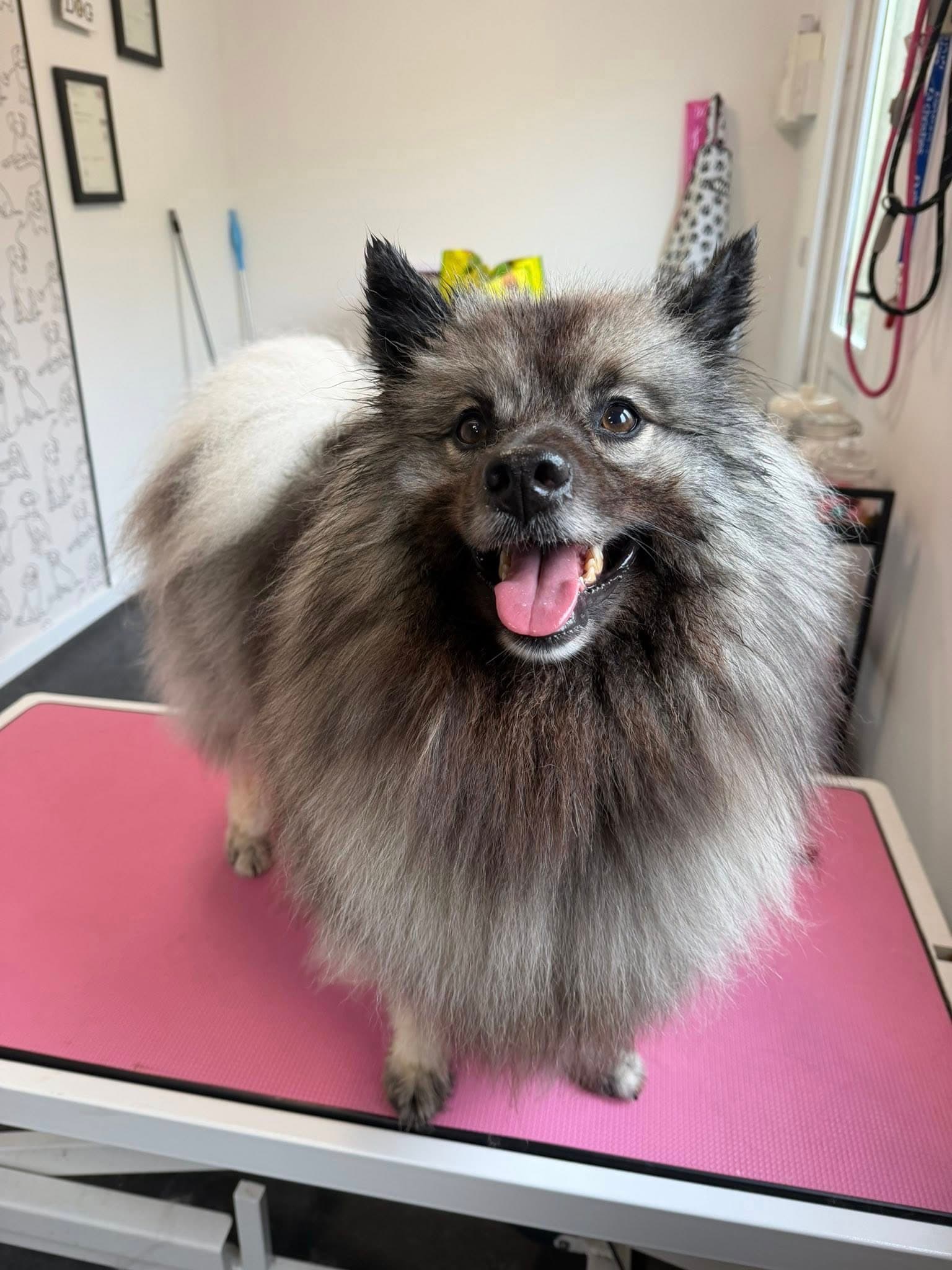 Silver-grey Keeshond smiling on the pink grooming table